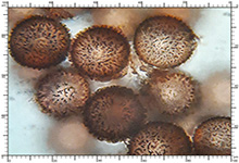 Elaphomyces decipiens